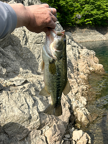 ラージマウスバスの釣果