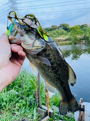 ブラックバスの釣果