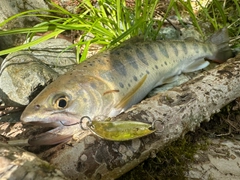 ヤマメの釣果