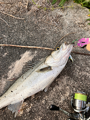 セイゴ（マルスズキ）の釣果