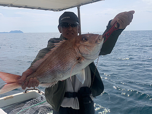 マダイの釣果