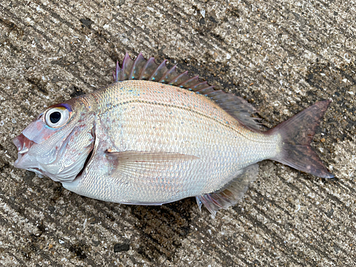 タイの釣果