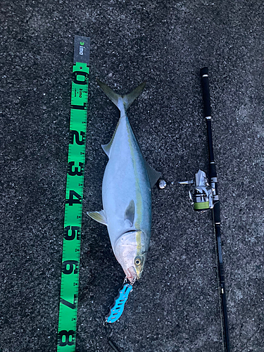 ハマチの釣果