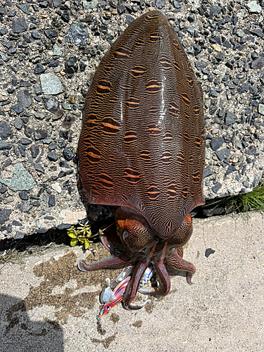 モンゴウイカの釣果