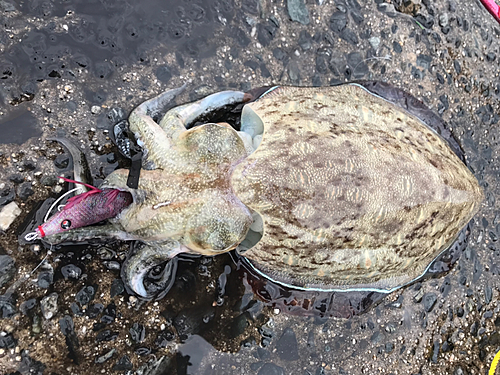 モンゴウイカの釣果