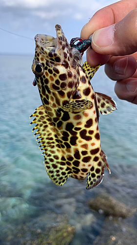 イシミーバイの釣果