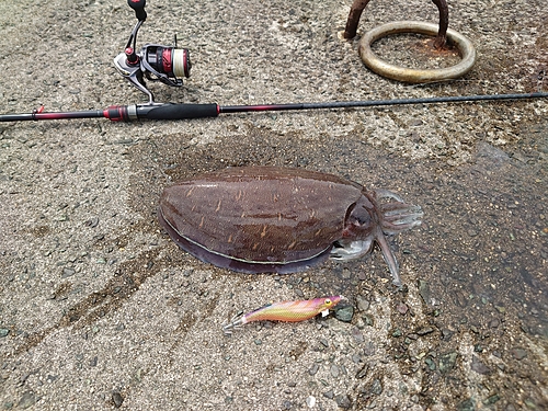 モンゴウイカの釣果