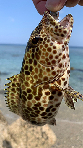 イシミーバイの釣果