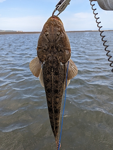 マゴチの釣果