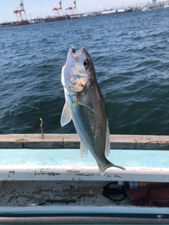 イシモチの釣果