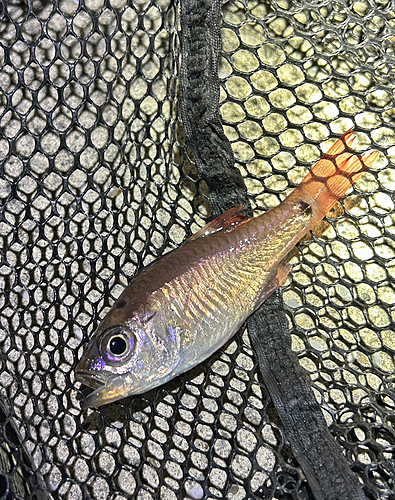 ネンブツダイの釣果