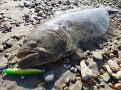 ヒラメの釣果