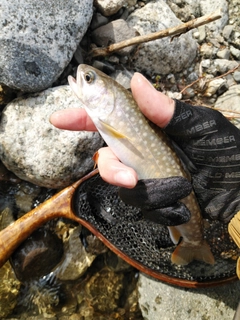 イワナの釣果