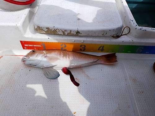 シロアマダイの釣果