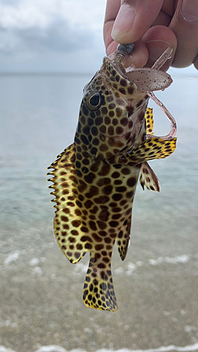 イシミーバイの釣果