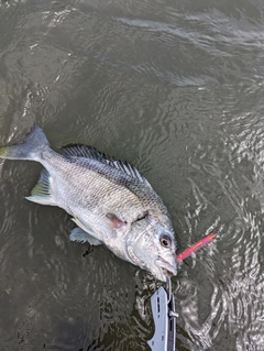 キビレの釣果