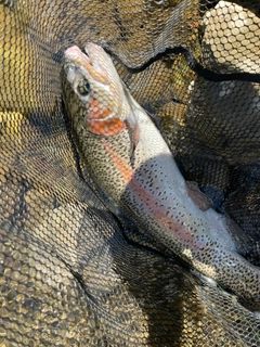 ニジマスの釣果