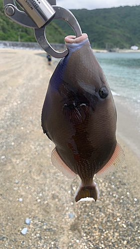 釣果