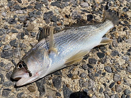 イシモチの釣果