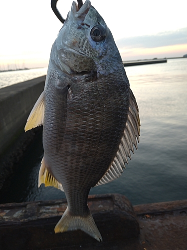 キチヌの釣果