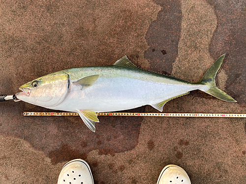 メジロの釣果