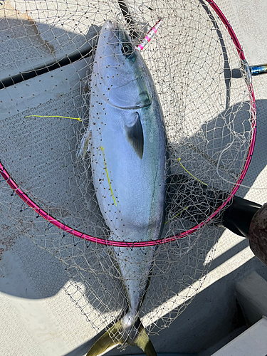 ブリの釣果