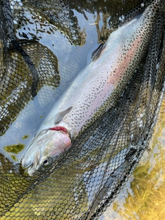 ニジマスの釣果