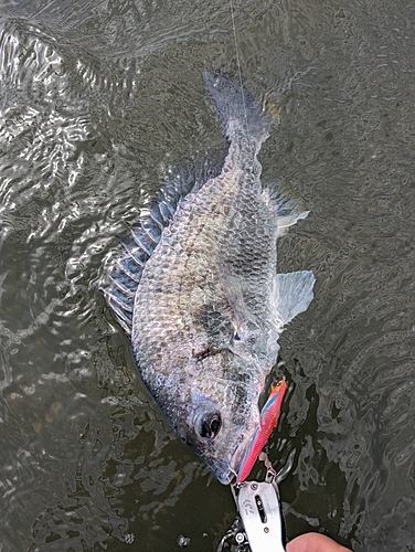 キビレの釣果