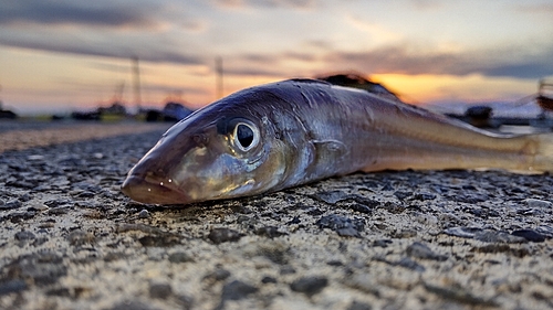 シロギスの釣果