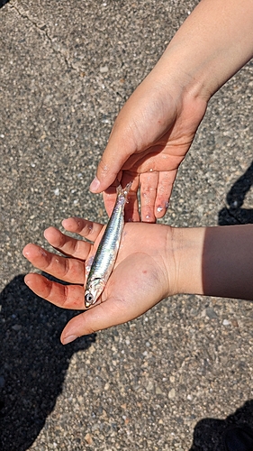 カタクチイワシの釣果