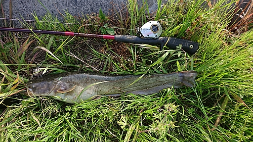 ナマズの釣果