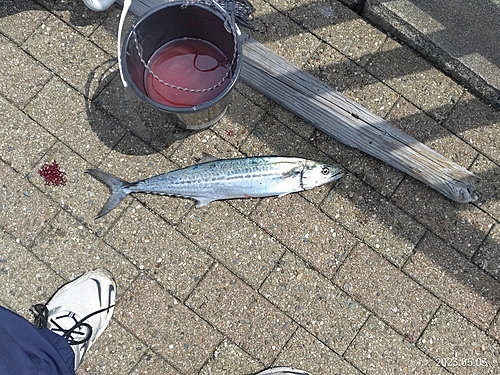 サゴシの釣果