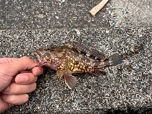 カサゴの釣果