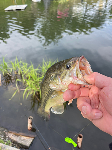 ラージマウスバスの釣果