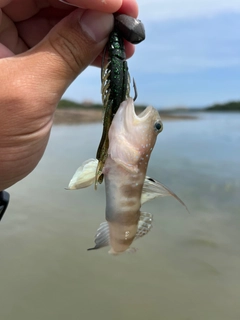 イトヒキハゼの釣果