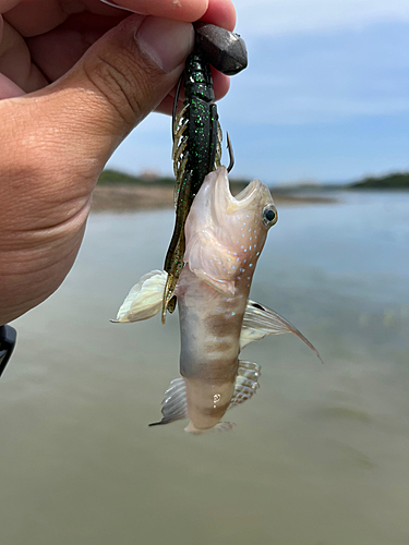 イトヒキハゼの釣果