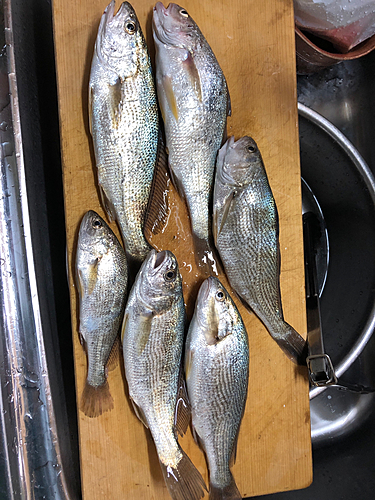 イシモチの釣果