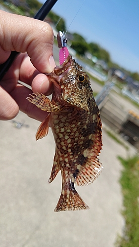 カサゴの釣果