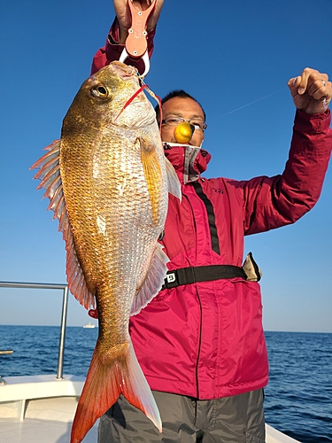 マダイの釣果