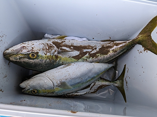 ブリの釣果