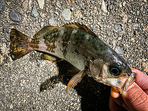 メバルの釣果