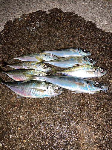 アジの釣果