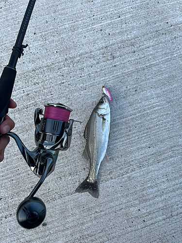 スズキの釣果