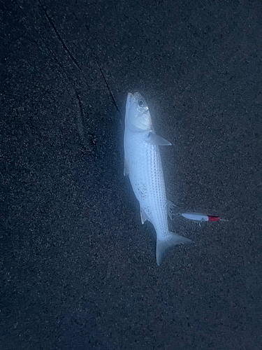 ボラの釣果