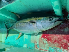 キハダマグロの釣果