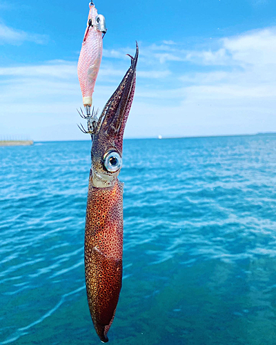 ヒイカの釣果