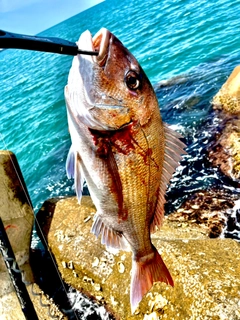 マダイの釣果