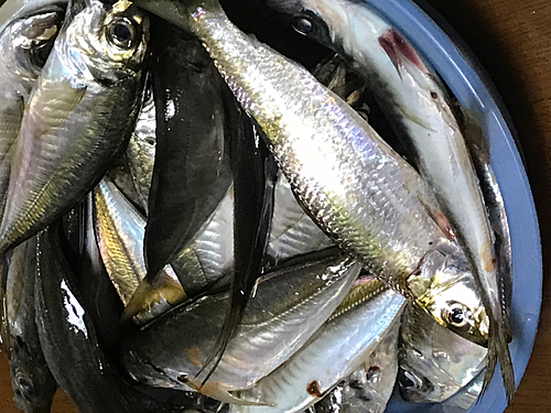 アジの釣果