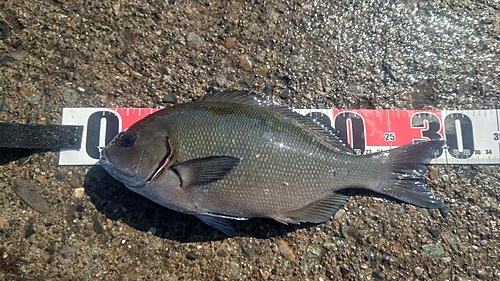 オナガグレの釣果