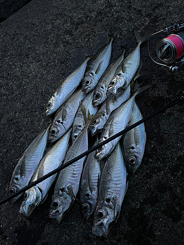 アジの釣果